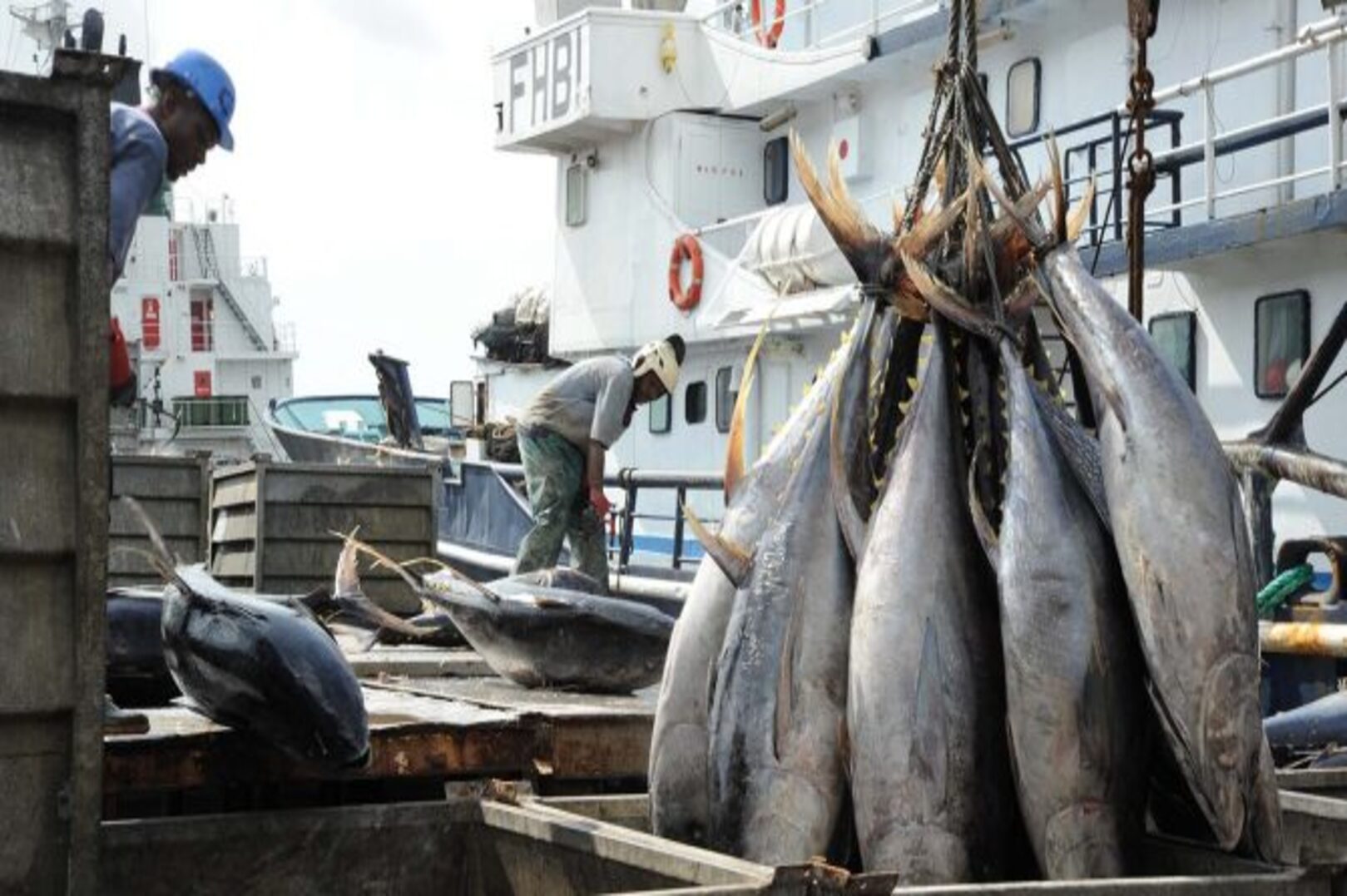 Abidjan, a Major Tuna Hub in West Africa